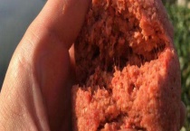 用什么饵料钓鲴鱼 钓鲴鱼有哪些技巧