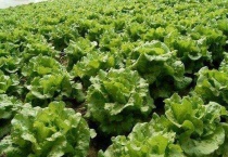 夏天可以种生菜吗？