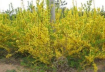 柠条能活多少年