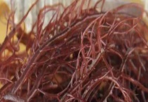 羊栖菜是不是紫菜 附羊栖菜和紫菜基本介绍