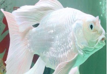 一年时间蝴蝶鲤可长多大 附蝴蝶鲤的养殖多久？