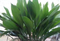 一叶兰用深盆还是浅盆