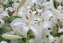 百合鲜切花醒花多久？