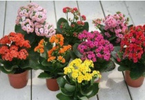 长寿花怕冷吗？