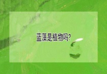 蓝藻是植物吗？