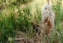 如何寻找野生蜜蜂窝 野生蜜蜂的栖息场所
