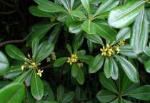 鹅掌柴有毒吗？