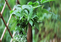 发财树种子多少钱一斤？附其养殖多久？