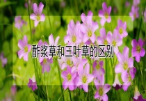 酢浆草和三叶草的区别？