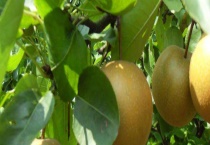 黄冠梨成熟时间 黄冠梨与雪梨有什么不同