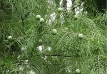 松树上的小球球是啥