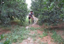 果树大水漫灌的危害