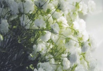 满天星干花能保存多久？