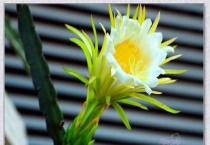 令剑花怎么养才能开花