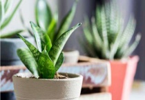 虎皮兰能晒太阳吗？