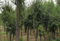 落叶乔木流苏苗长什么样？一般多少钱一棵