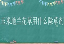 玉米地兰花草用什么除草剂