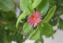 牡丹吊兰什么时候开花