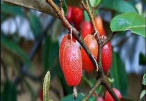 羊奶果的学名是什么 羊奶果树长什么样子