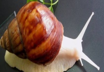 白玉蜗牛的生活习性 白玉蜗牛有哪些天敌