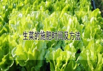 生菜的施肥时间及多久？