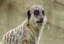 猫鼬为什么不怕毒蛇？是群居动物吗？