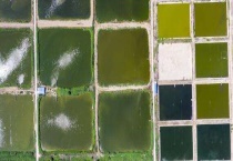 鱼塘养鱼怎么养