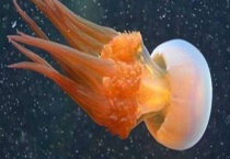 海蜇和水母的区别？ 被海蛰蛰了有毒吗？