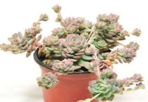 子持白莲花剑用剪吗？