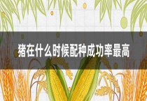 猪在什么时候配种成功率最高