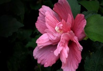 朱瑾牡丹花的修剪多久？