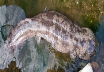 娃娃鱼吃什么 主要分布在哪些地区 有什么营养价值