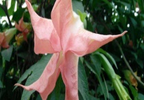 曼陀罗花有毒吗？