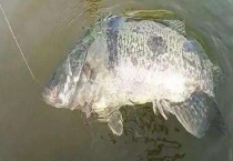 钓鳜鱼有哪些技巧？常用钓法有哪些？