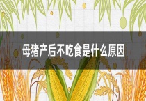 母猪产后不吃食是什么原因？