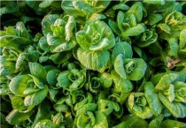 什么蔬菜适合在家水培