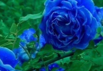 蓝色阴雨和蓝色风暴月季的区别？