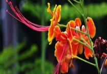 洋金凤是落叶还是常绿植物 附其种植多久？