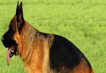 德国牧羊犬智商高吗？附饲养多久？