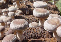 香菇怎么种植多久？