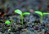 植物的种子由什么和什么构成