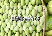 青梅树的寿命有多久？