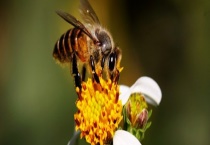 什么时候喂越冬蜂效果最好 附饲喂方法和注意事项