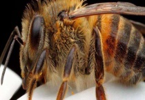 被地雷蜂蛰了怎么办 注意事项有哪些？