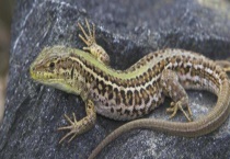 什么害虫可以作为壁虎的食物 壁虎的产地在哪