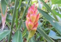 生姜开花是怎么一回事啊