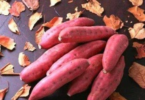 南方的红薯几月份成熟