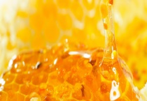 蒲公英蜜 是什么？