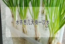 水养葱几天换一次水