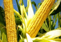 春棒子什么时候种植